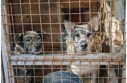 Segítsük együtt a rácsok mögött élő kutyákat!