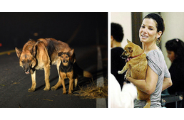 Sandra Bullock óriási összeggel támogatja az állatok mentését a kaliforniai erdőtűzből