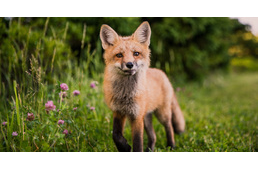 Ebzárlat 2020 tavaszán – az érintett települések listája