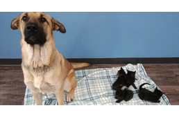 Testével melengetett a fagyban egy alomnyi kiscicát egy kutya