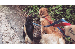 Közös séta a gazdátlan állatokért