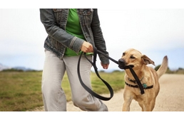 Sétáltatni csak szabályosan!