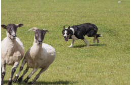 Drónok vehetik át a juhászkutyák szerepét?