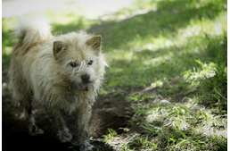 5 dolog, amit nem rosszaságból csinál a kutyád