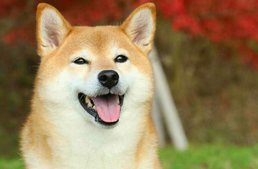 Ázsiai kutyakiállítás az AsiaCenterben