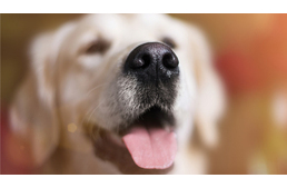 Orrlenyomatukkal azonosítaná a kutyákat a kínai startup applikációja