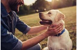 Megmentene a kutyád, ha bajba kerülnél? A kutatók szerint igen!