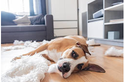 Egyedül otthon – Így teheted színesebbé kutyád számára a magány óráit