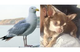 Sirály csapott le és vitt el egy csivavát Angliában