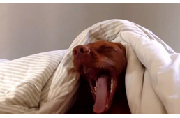 Az álmos vizsla és az ébresztőóra esete