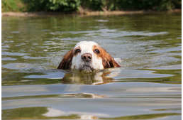 Kutyastrand nyílik Gödöllőn!