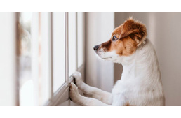 Önkéntesek jelentkezését várja az EVÁR