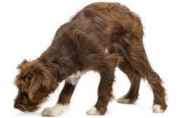 Memóriateszt kutyáknak