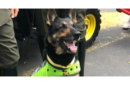 Vérdíjat tűzött ki a Kolumbiai drogkartell a drogkereső kutya fejére