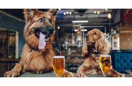 Egy skóciai cégnél fizetett szabadság jár annak, aki kutyát vesz magához