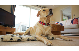 Állatbarátok a magyar hotelek!