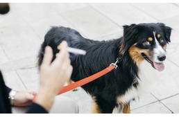 Passzív dohányzás: kutyáinkat is veszélyezteti!