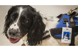 A kutya, aki képes kiszagolni az egyik legveszélyesebb kórházi baktériumot!