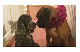 Előrehozott karácsony egy haldokló kutya boldogságáért