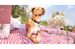 Így varázsold igazán egyedivé kedvencedet!