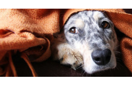 Segítség, frontos a kutyám!