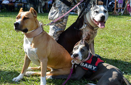 Idén is vár az év legjobb kutyás családi napja