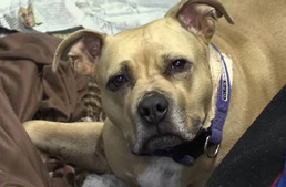 Rendőr lőtt a labdázó kutyára Kanadában