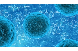 Őssejtes kezelések már az állatgyógyászatban is