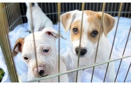 Kaliforniában többé nem lehet kölyökgyárakból származó állatot üzletekben eladni