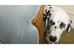 3 jel, mely biztosan mutatja: a kutyádat stresszeli valami