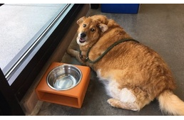 Kutyafitness és diéta - így fogyott le az elképesztően túlsúlyos eb