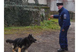 Járőrtársat nevel magának