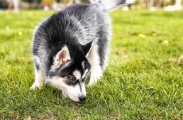 Miért hagyjuk kutyánkat szaglászni séta közben?