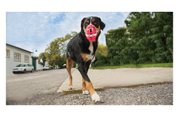 Egy szájkosár, amit maga a kutya is szeret