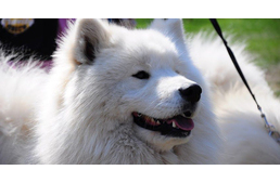 Már nyolcadszor: Kutyás Családi és Örökbefogadó nap a Szánhúzó Alapítvány jóvoltából