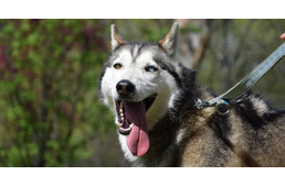 Nagy bajban vannak a szánhúzók