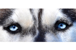 Bajban vannak a szánhúzók - a segítségeteket kérik!