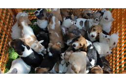 Vádat emeltek a kutyacsempész ellen