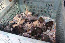 Sosem lesz vége - 107 kiskutya egy autóban