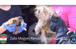 Több mint száz kutya kapott új esélyt az Állatok világnapján