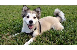 Vásárfia vagy zsákbamacska? 