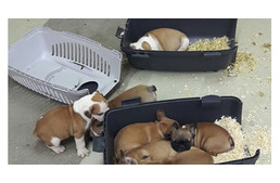 Szaporítót fogtak az osztrák határon