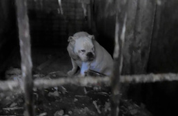 Állatkínzó áll délután a bíróság elé