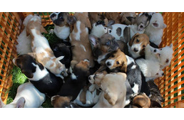 Szaporítókat fogtak - két "szállítmány" is horogra akadt