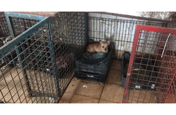 Eltűntek a kutyák a szaporítótelepről, amit az állatvédők fel akartak számolni