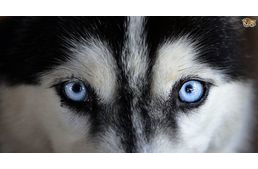 Szemsérülések kezelése és megelőzése kutyáknál