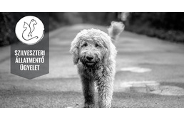Szilveszter: több mint 600 elveszett kutya!