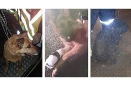 Az óév-búcsúztatás árnyoldala: több száz elkóborolt, sérült állat