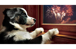 PETÁRDA STOP – csöndes séta kedvenceinkért