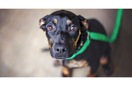 Az év legnehezebb éjszakája - így készülj fel időben kutyásként a szilveszterre!